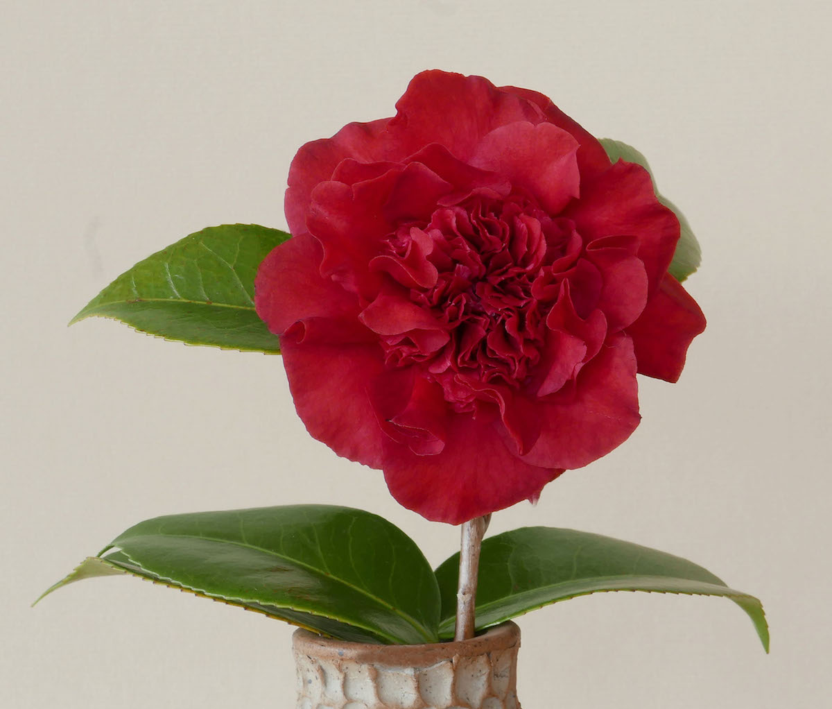 x williamsii 'Ruby Wedding